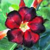 Adenium Obesum Double Flower DOXON
